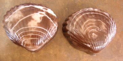 Clamshell soap Clamshell18