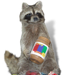 Raccoon in peanutbutter