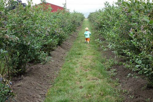 Picking berries